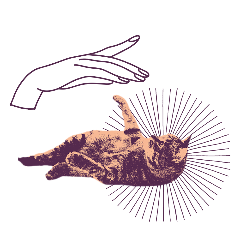 დრო შინაურ ცხოველებთან